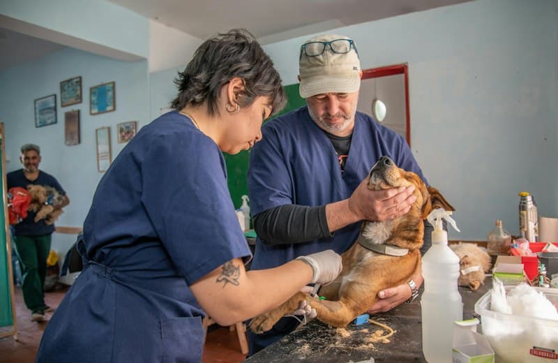 Dos veterinarios atendiendo a un perro sobre la mesa de exploración de una clínica